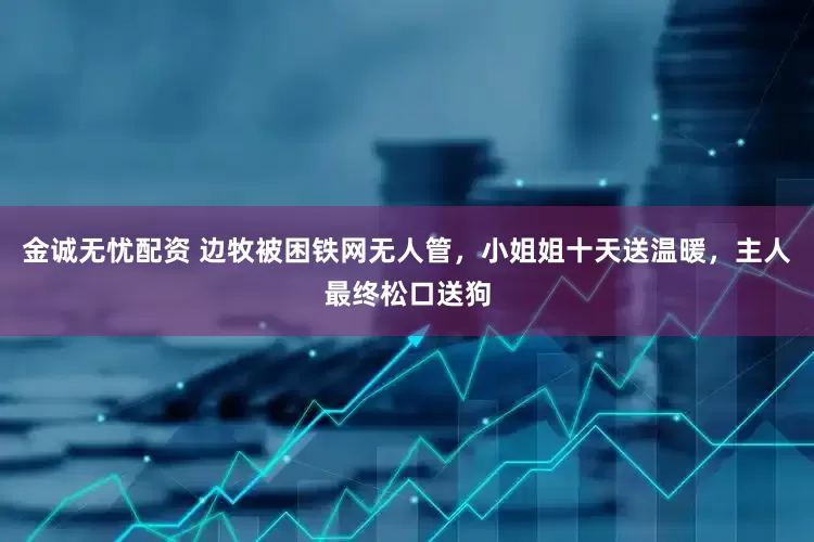 金诚无忧配资 边牧被困铁网无人管，小姐姐十天送温暖，主人最终松口送狗
